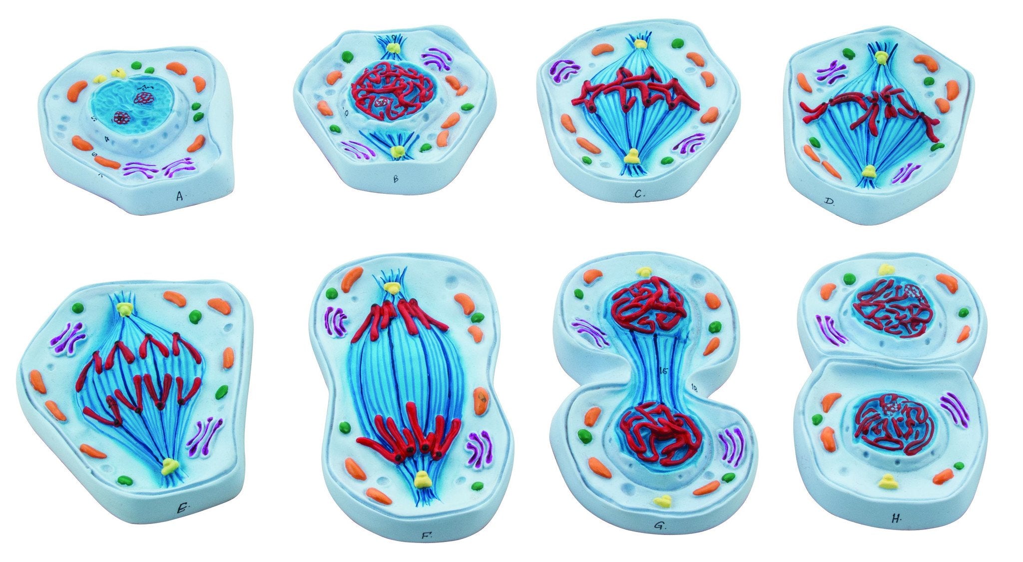 Enlarged Mitosis Model, 8-Part Set