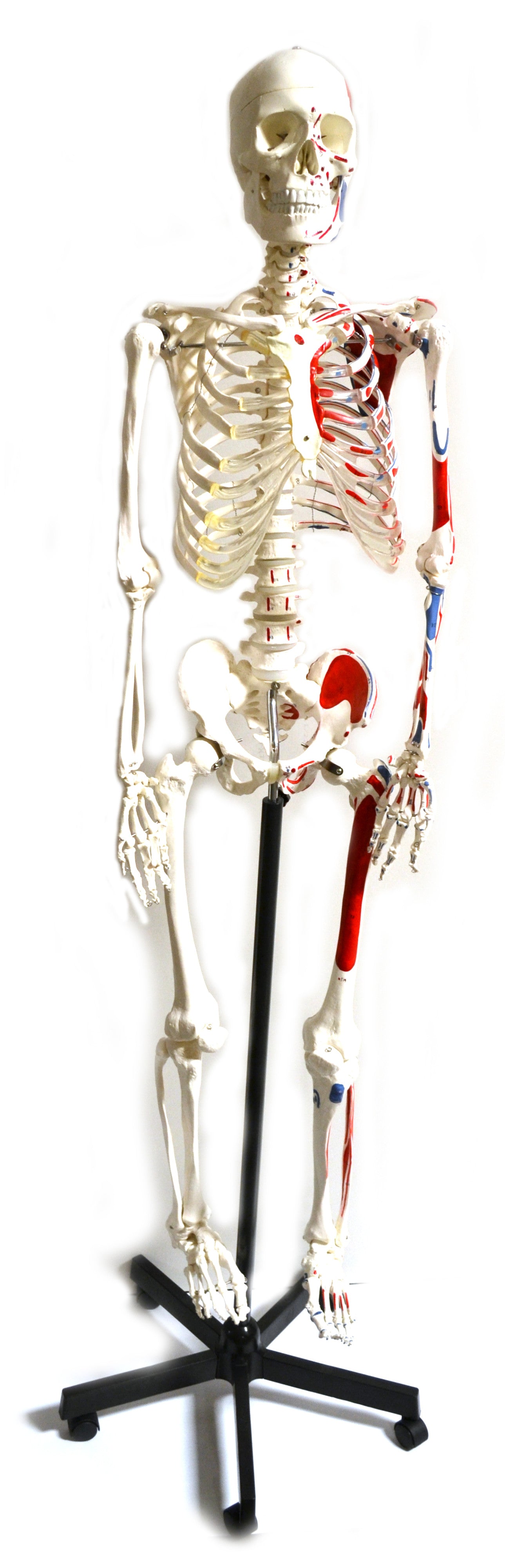 Life-Size Muscular Painted Human Skeleton Model with Mounted Stand, 62 inch
