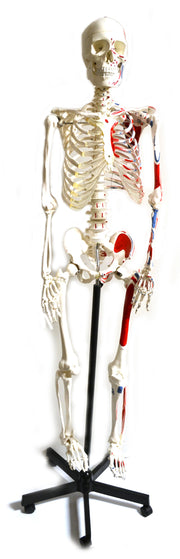 Life-Size Muscular Painted Human Skeleton Model with Mounted Stand, 62 inch