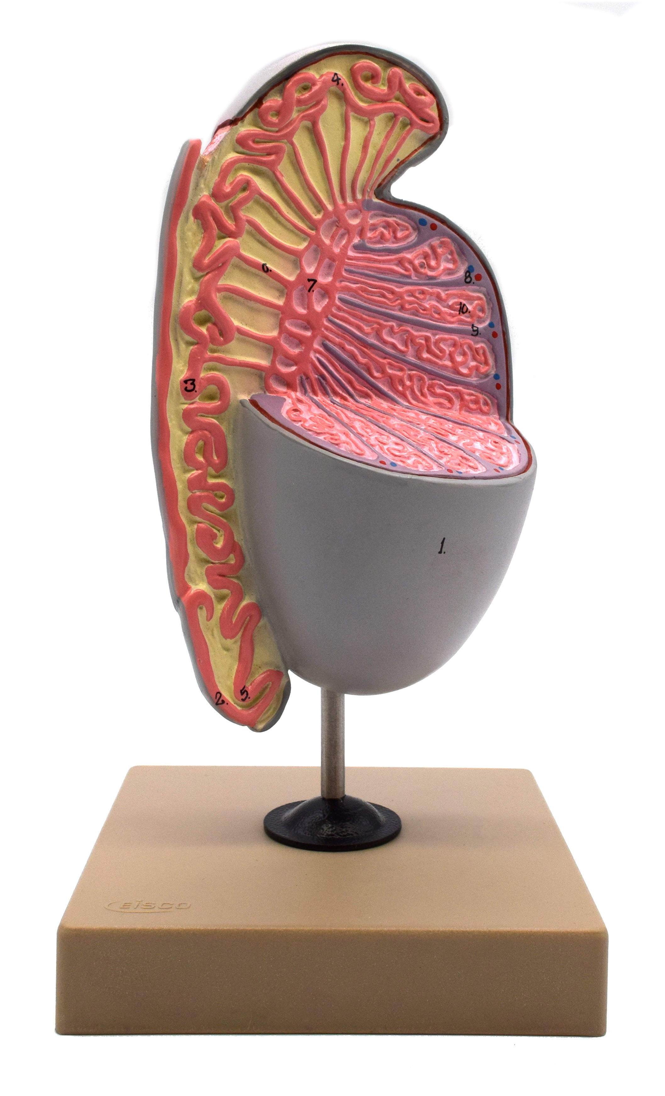 Human Testicle Model, 9" on Stand