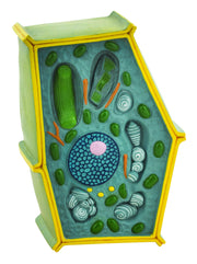 Free-Standing Plant Cell Model, 50 Million X Enlarged, 10 x 6.5 x 4"