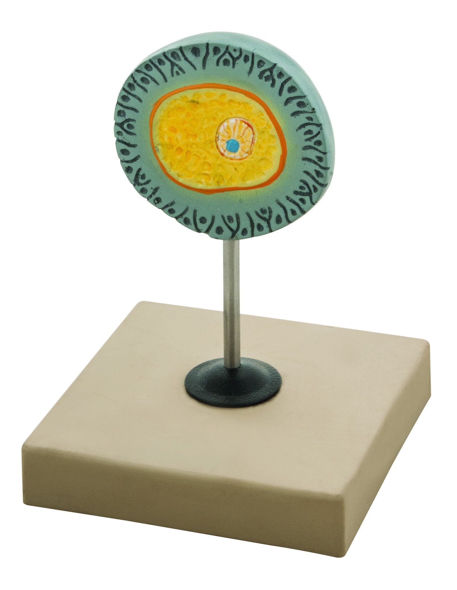 Human Female Egg Model, 6.5" on Base