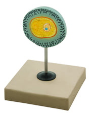 Human Female Egg Model, 6.5" on Base