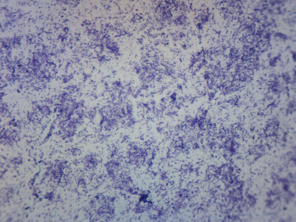 Bacteria Spores Smear Prepared Microscope Slide