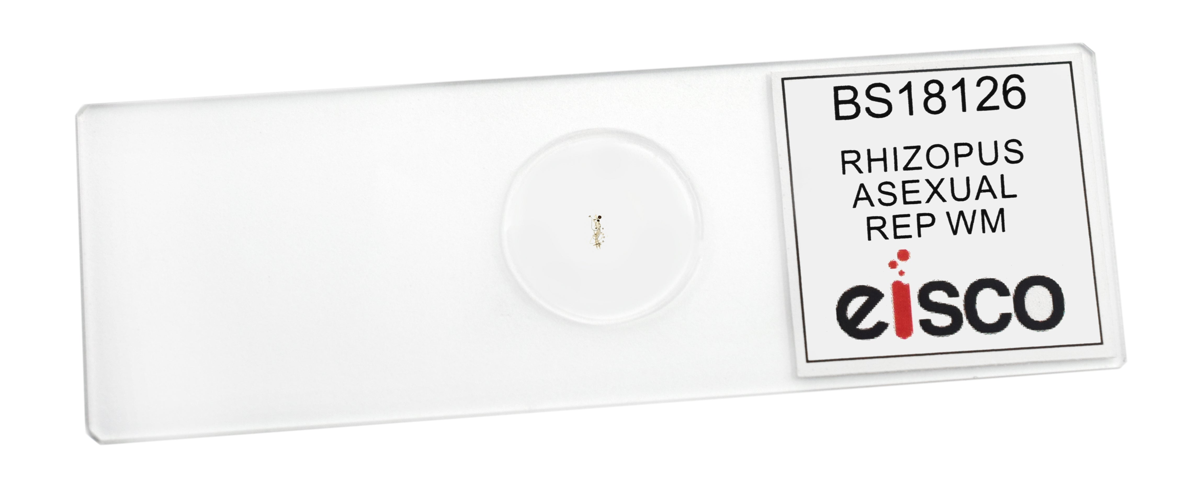 Rhizopus Asexual Reproduction Prepared Microscope Slide