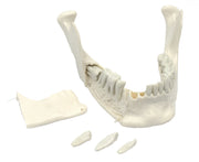 Lower Jaw Model with 16 Extractable Teeth