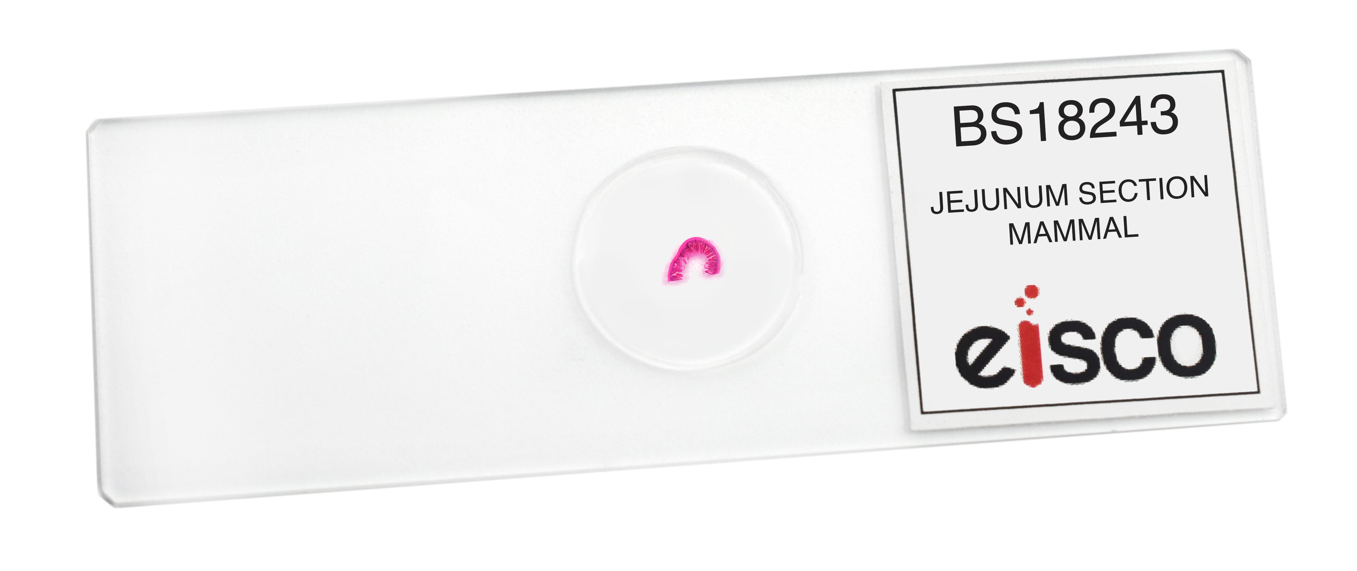 Mammalian Jejunum Section Prepared Microscope Slide