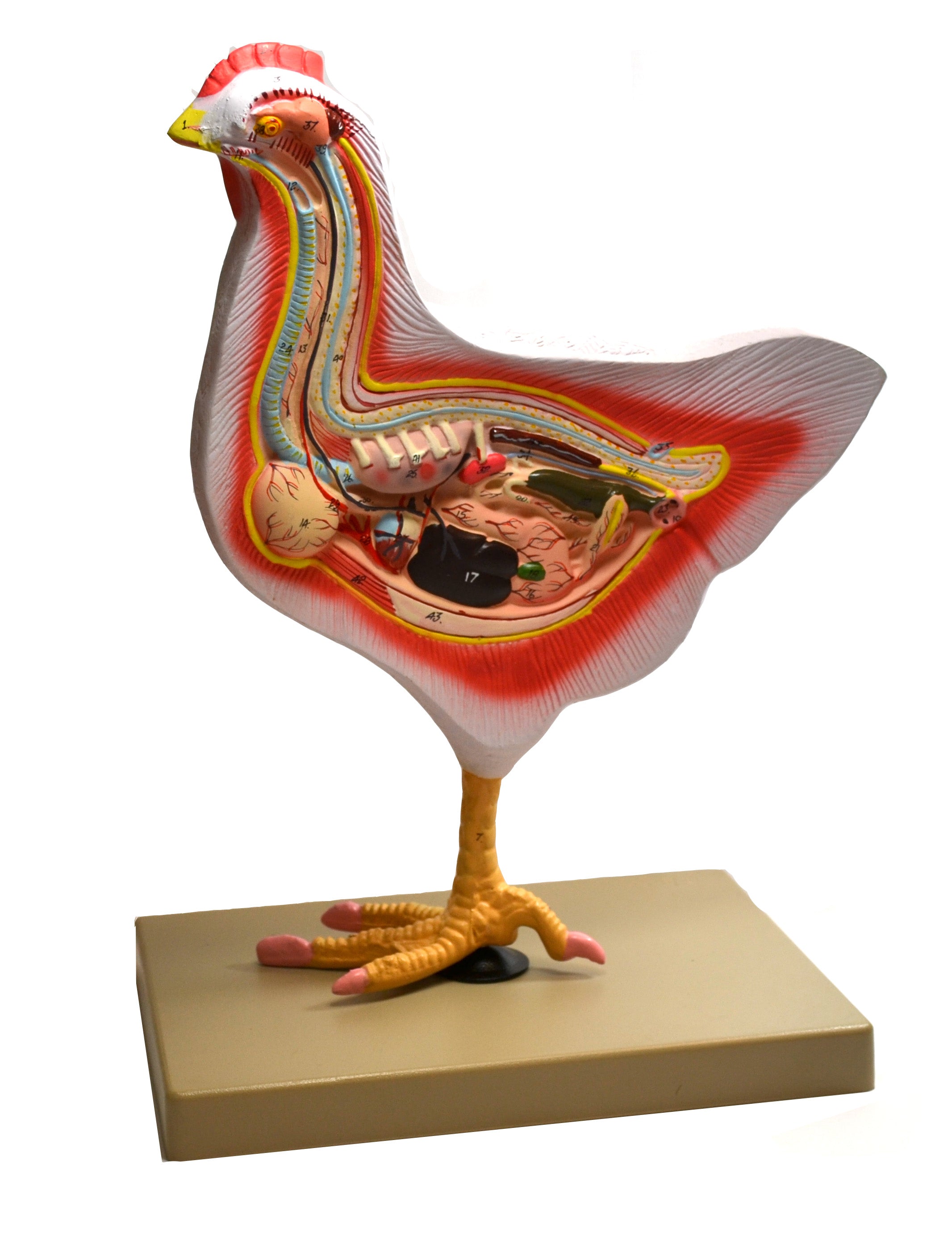 Rooster Bird Dissection Anatomical Model
