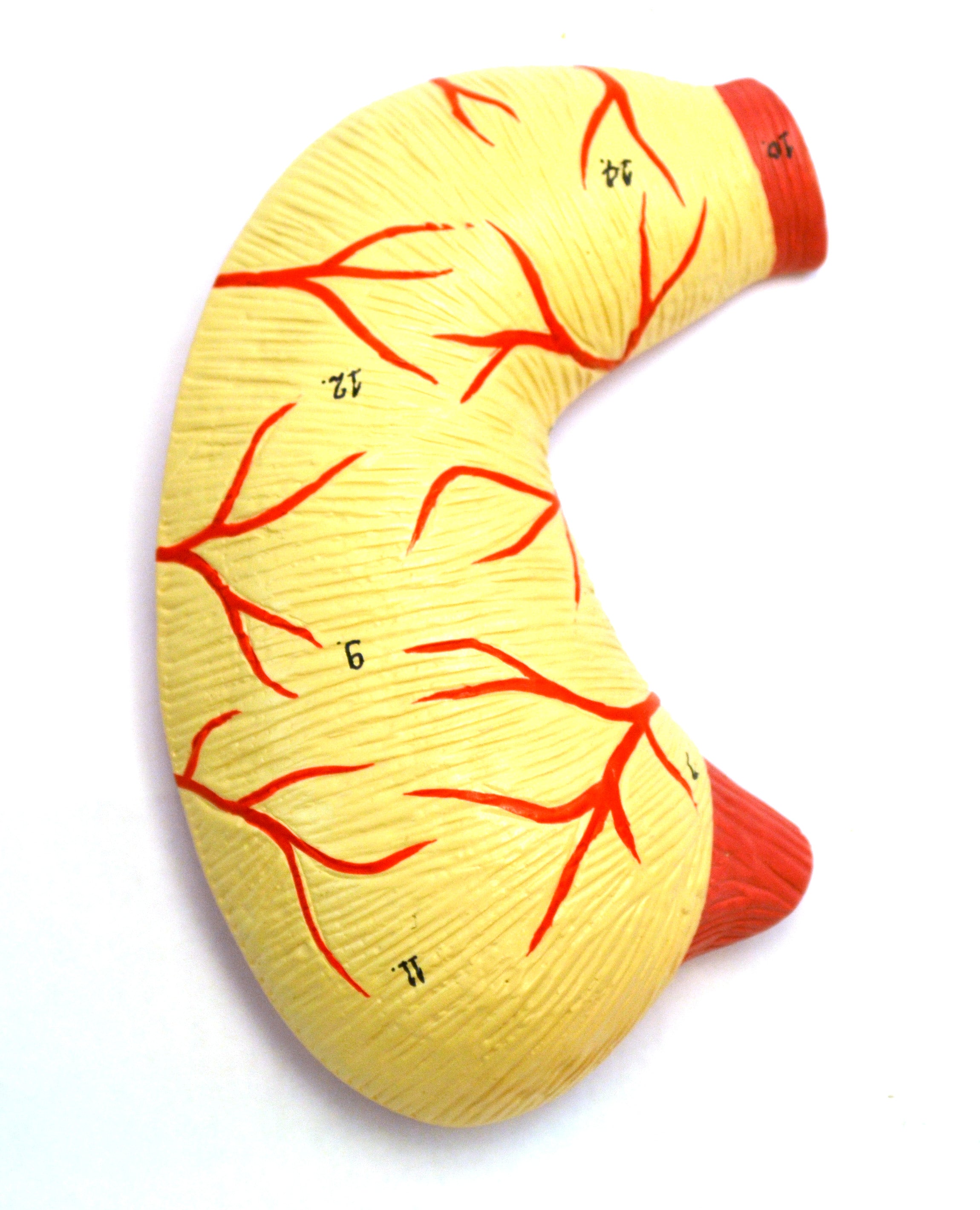 Life-Size Human Digestive System Model, 32" Tall, 3-Part with Removable Stomach