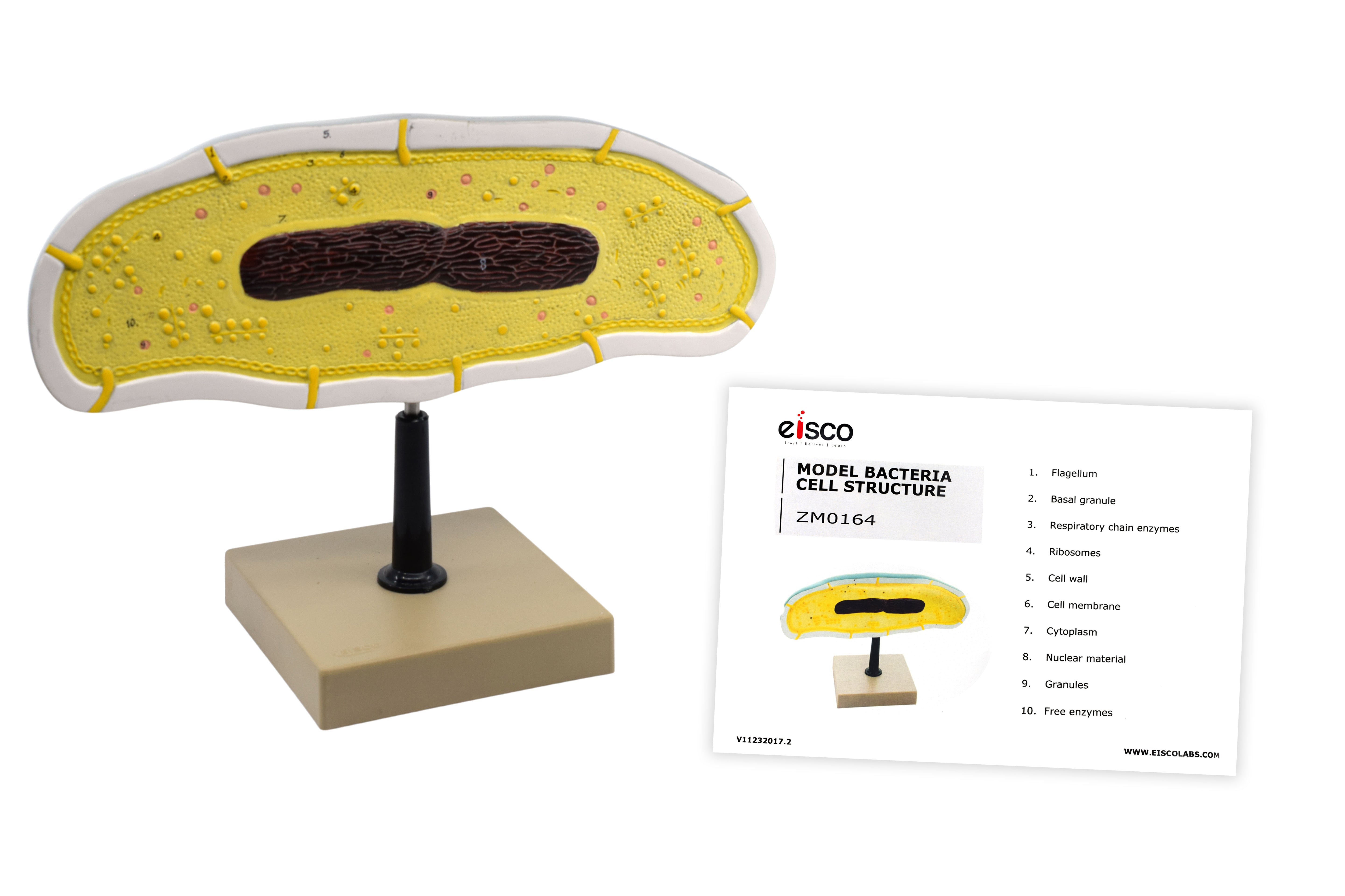 Bacteria Cell Structure Anatomical Model with 10 Labeled Structures on Stand