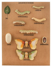Silkworm Longitudinal Section Anatomical Model