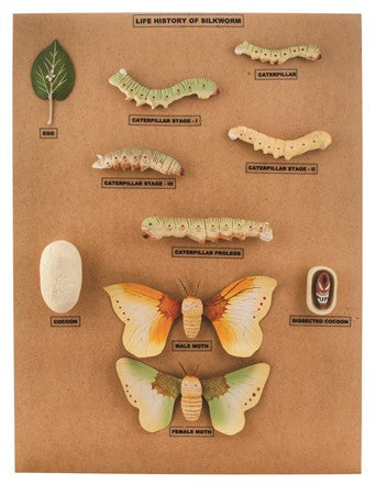 Silkworm Longitudinal Section Anatomical Model