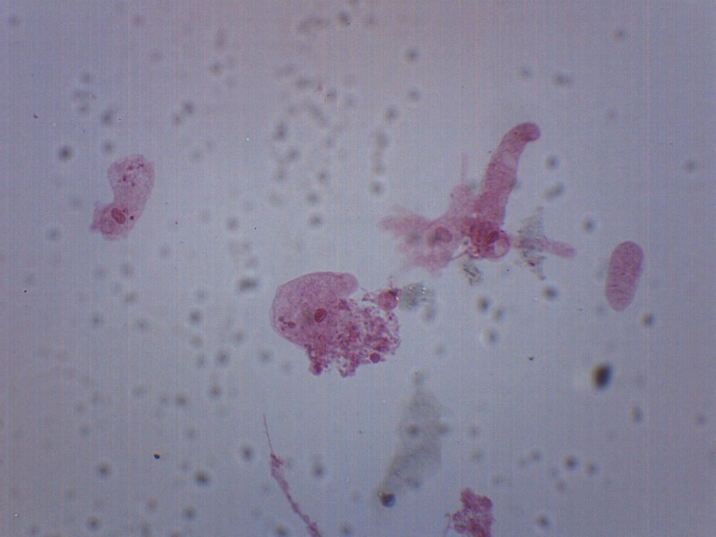 Amoeba Proteus Whole Mount Prepared Microscope Slide
