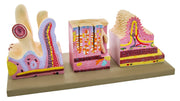 Premium Human Digestive Canal Anatomical Model, 10 x 10 x 6"