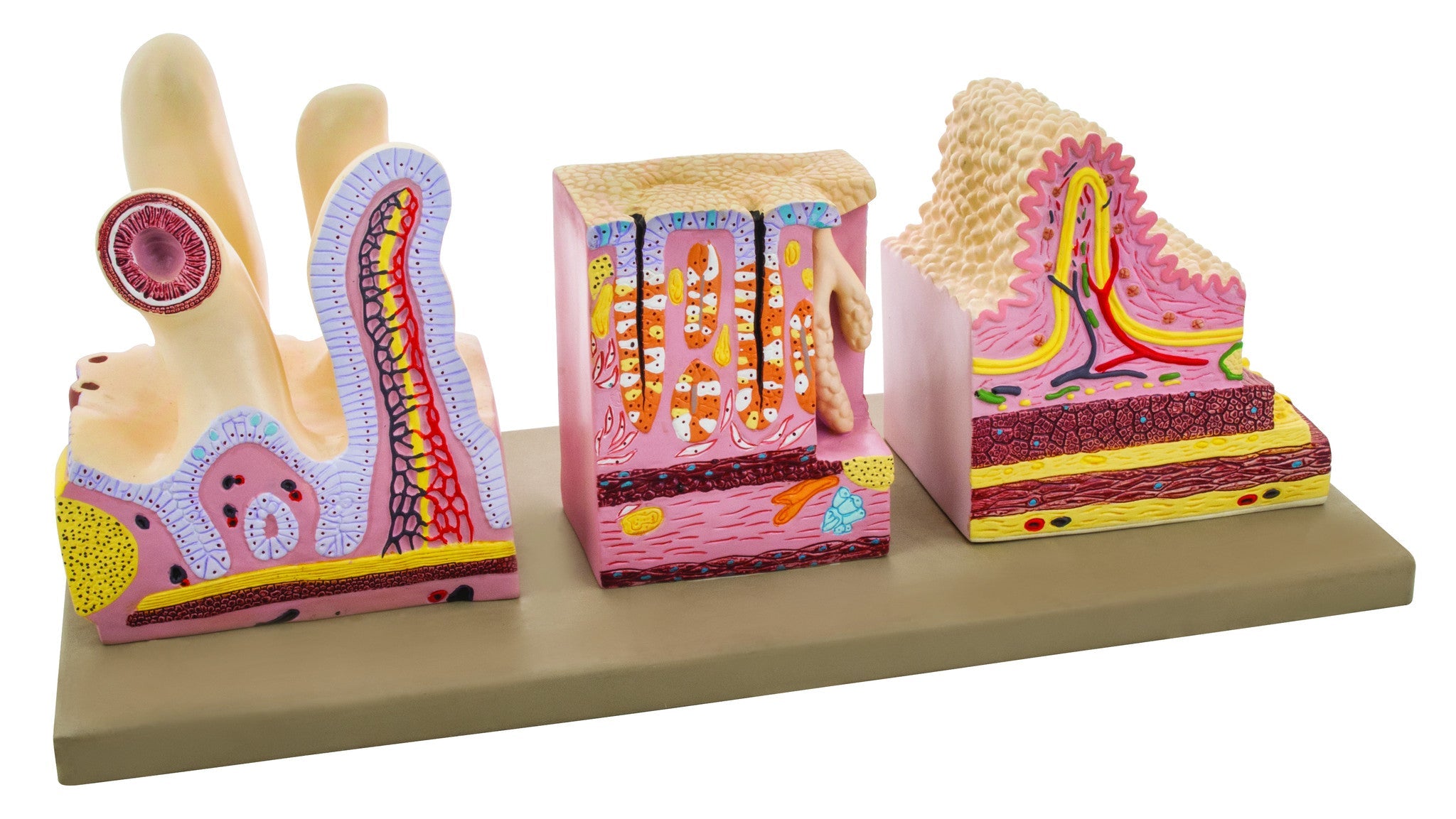 Premium Human Digestive Canal Anatomical Model, 10 x 10 x 6"