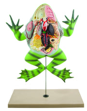 Bull Frog Dissection Anatomical Model with Open Back on Stand, 22 x 16 inch