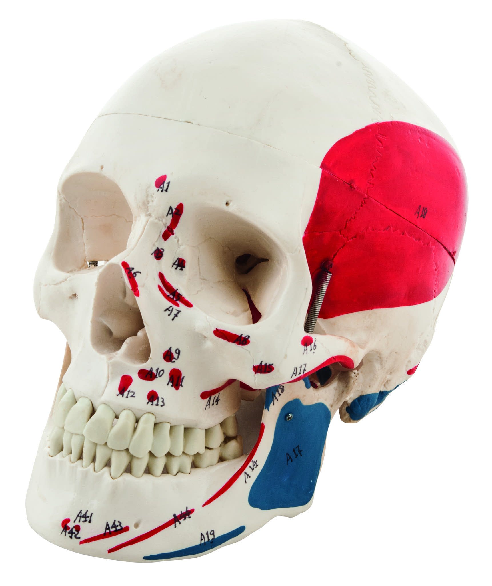 Life-Size 3-Part Painted Human Skull Anatomical Model with Numbered Muscle Details, 9 inch