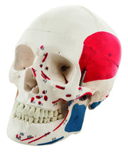 Life-Size 3-Part Painted Human Skull Anatomical Model with Numbered Muscle Details, 9 inch