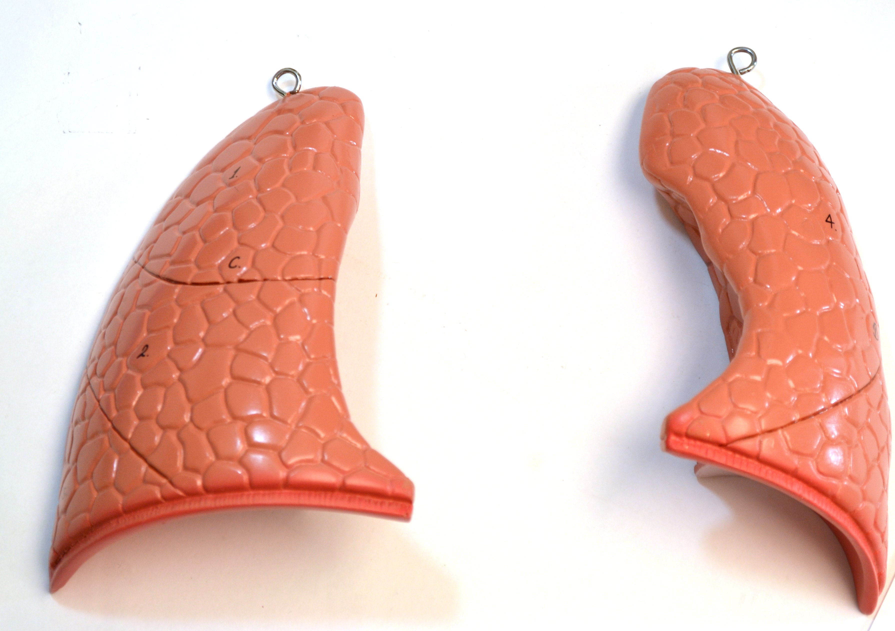 Human Torso Model without Head, 7-Part