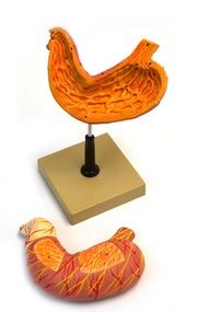 Human Stomach Model, Life Size, Compact