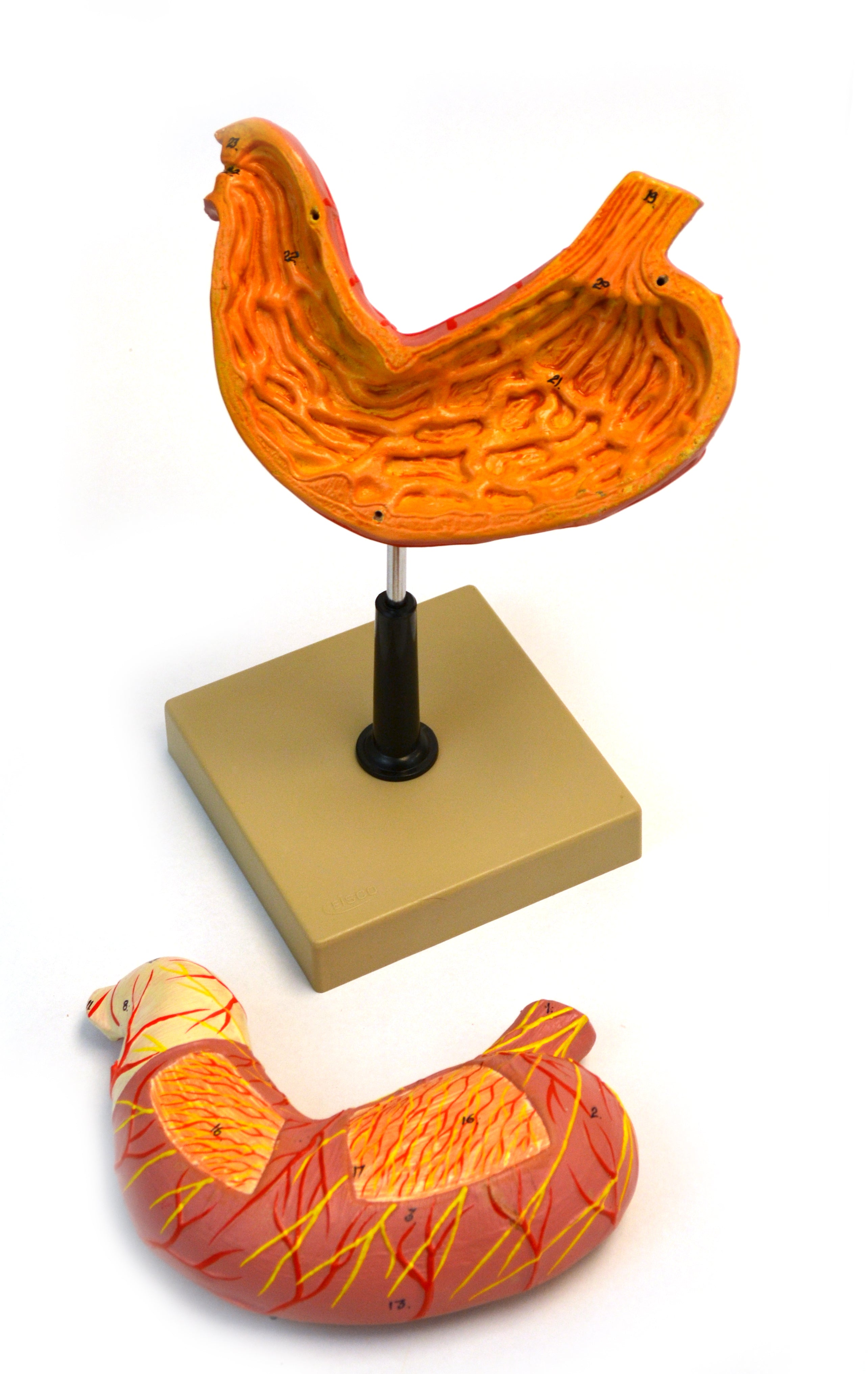 Human Stomach Model, Life Size, Compact