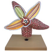 4x Life-Size Starfish Anatomy Anatomical Model