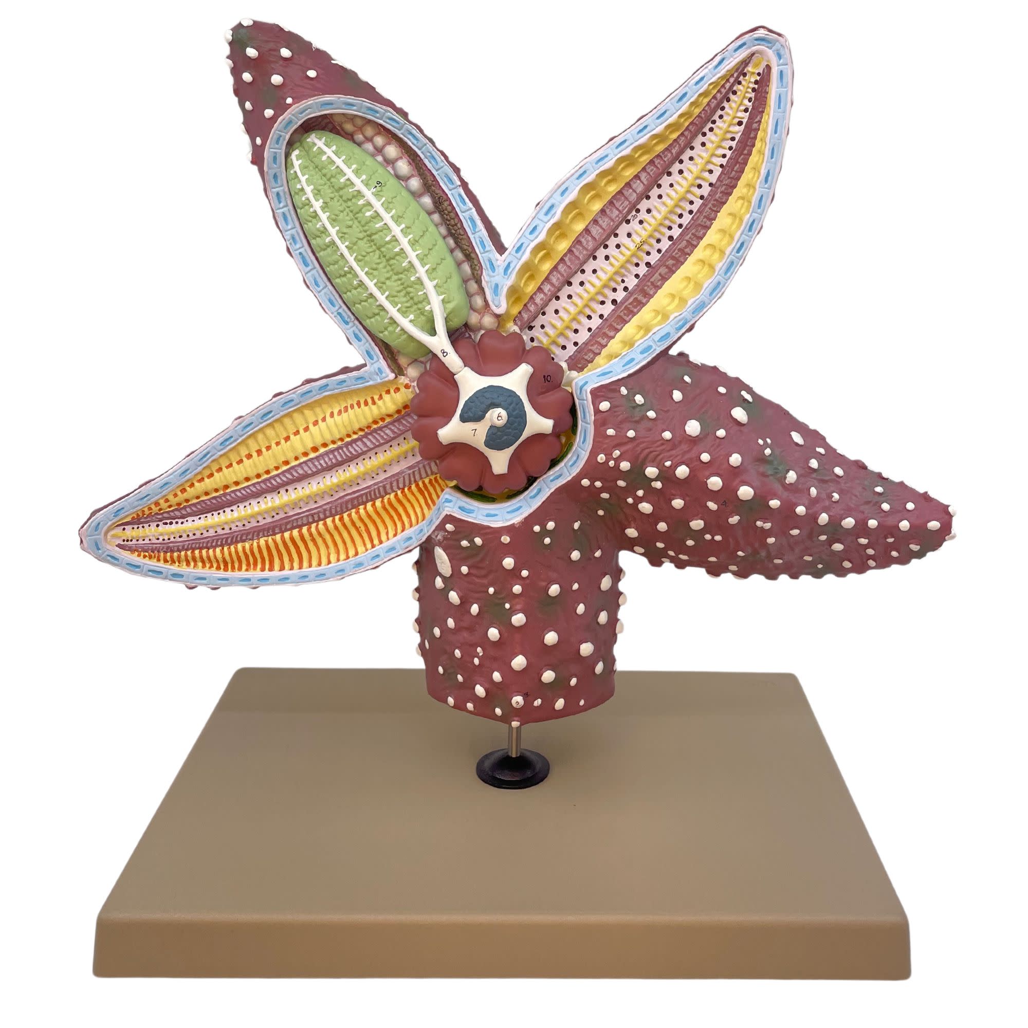 4x Life-Size Starfish Anatomy Anatomical Model