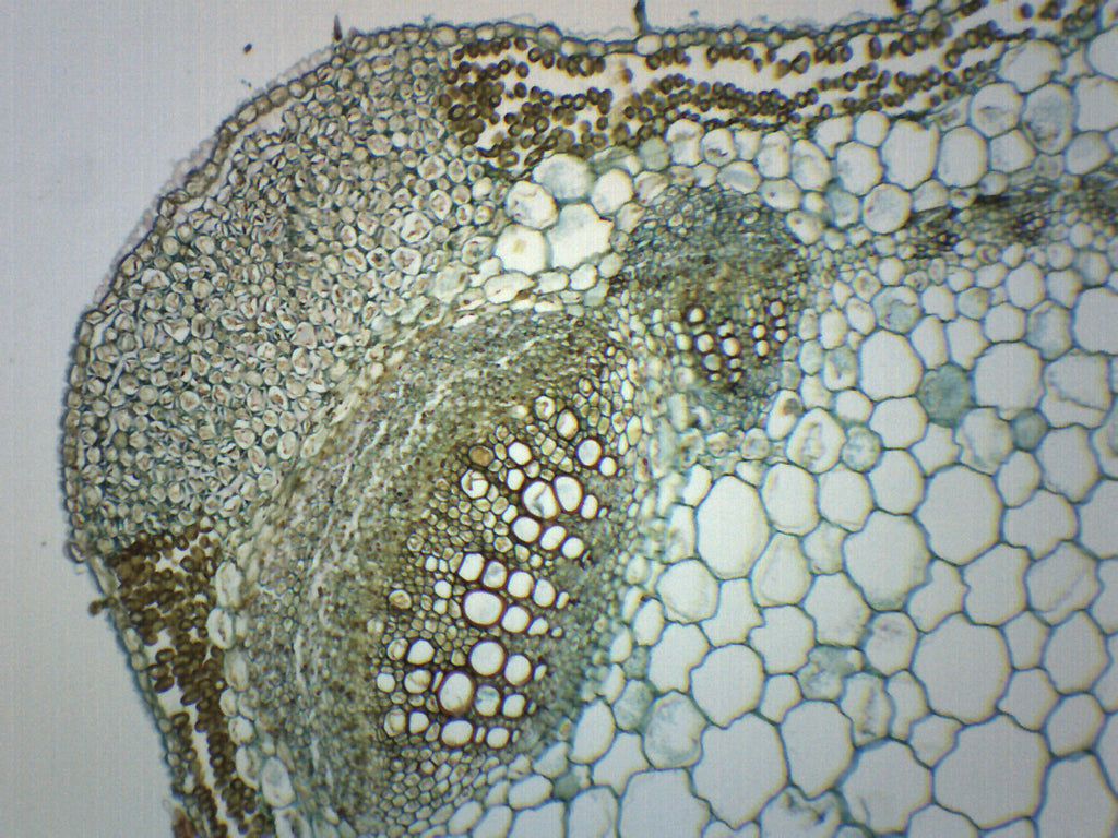 Lavender Stem Cross-Section Prepared Microscope Slide