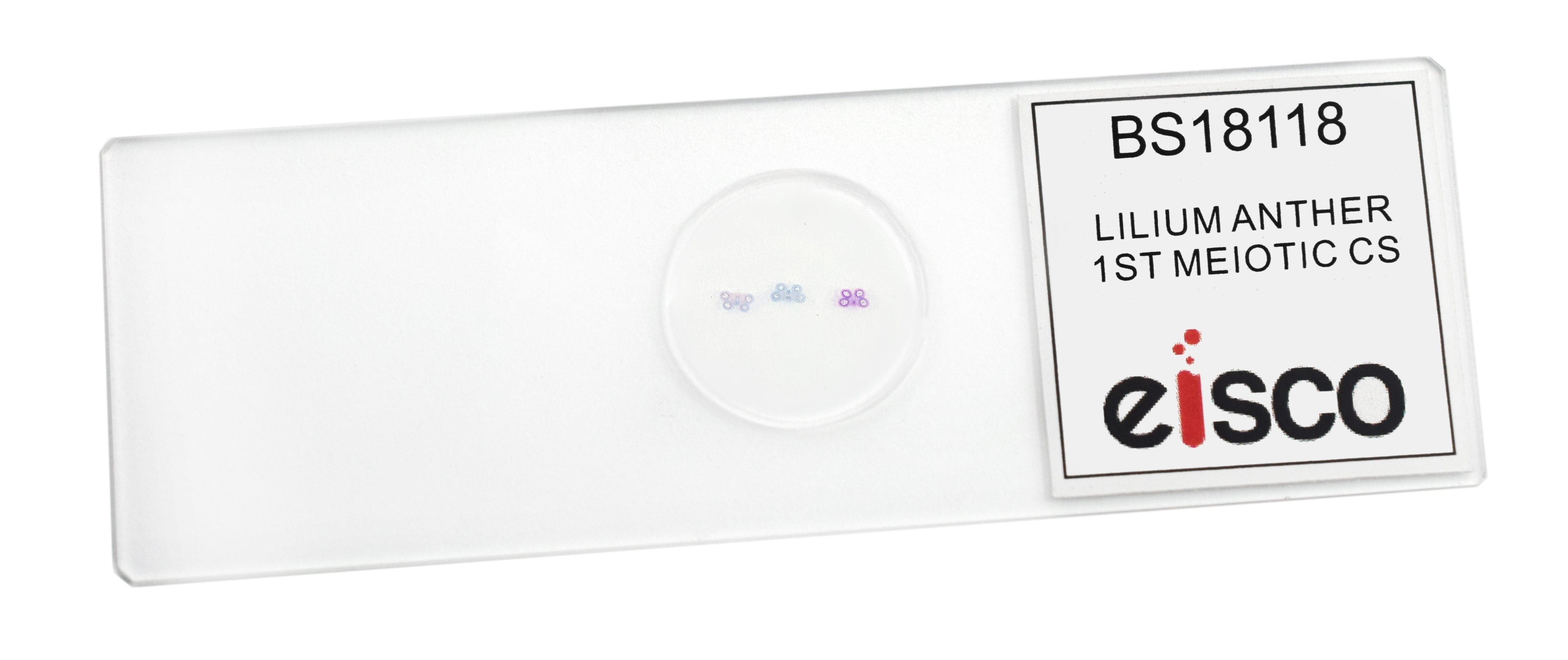 Lilium Anther 1st Meiotic Division Prepared Microscope Slide