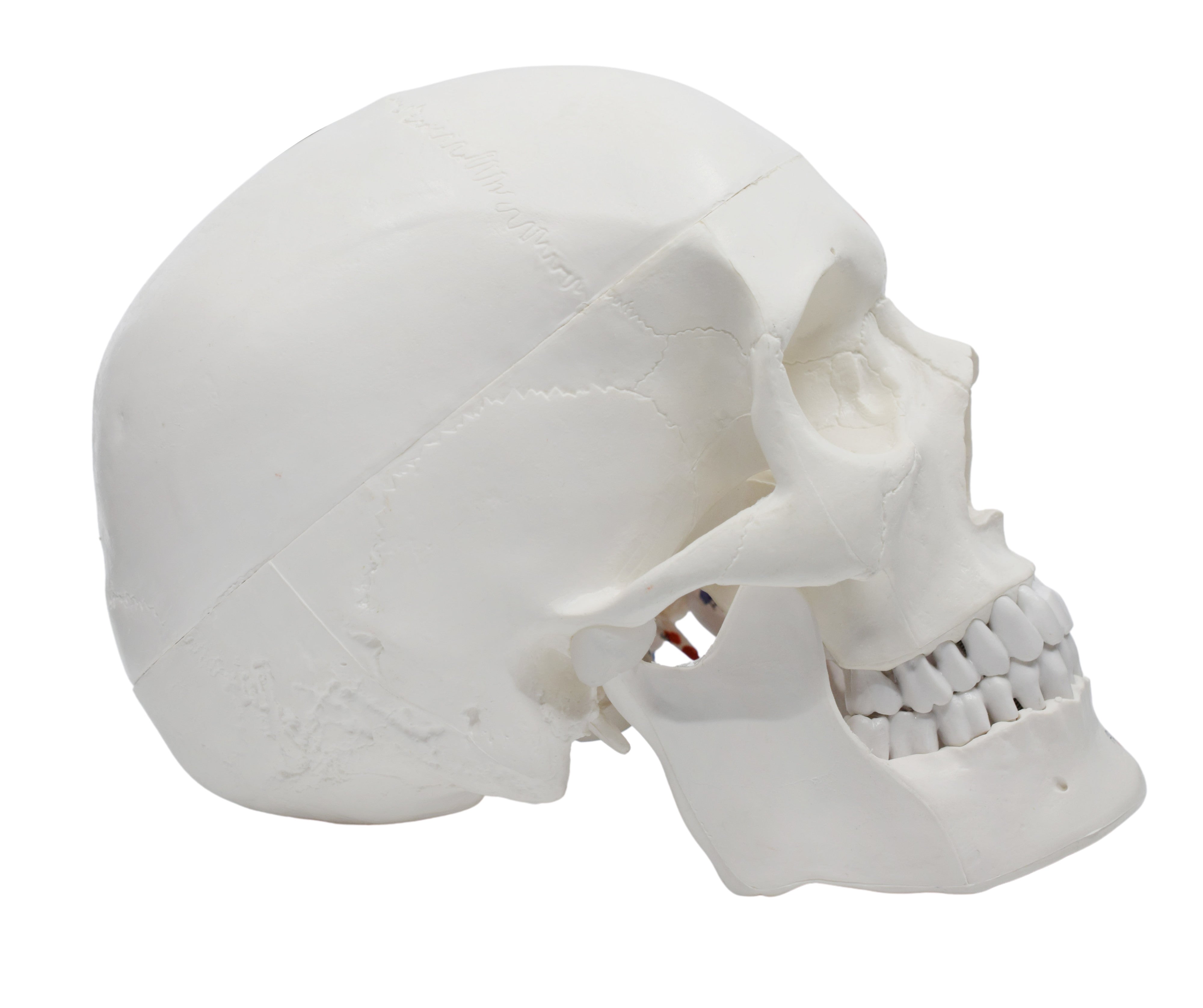 Didactic Colored Human Skull Anatomical Model, 3-Part, Life-Size 9 inch