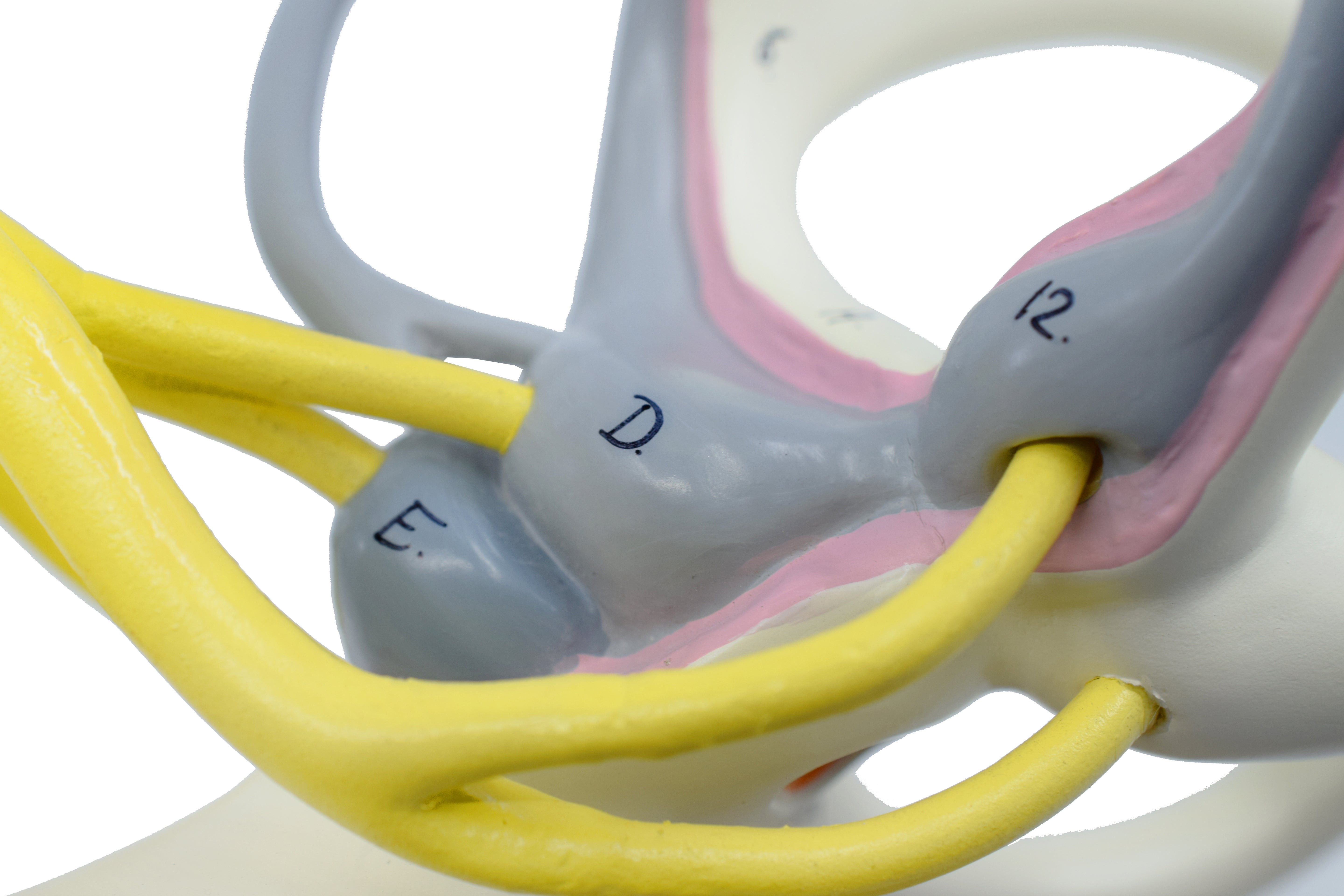 Inner Ear Model with Bony and Membranous Labyrinth, 16X Life Size