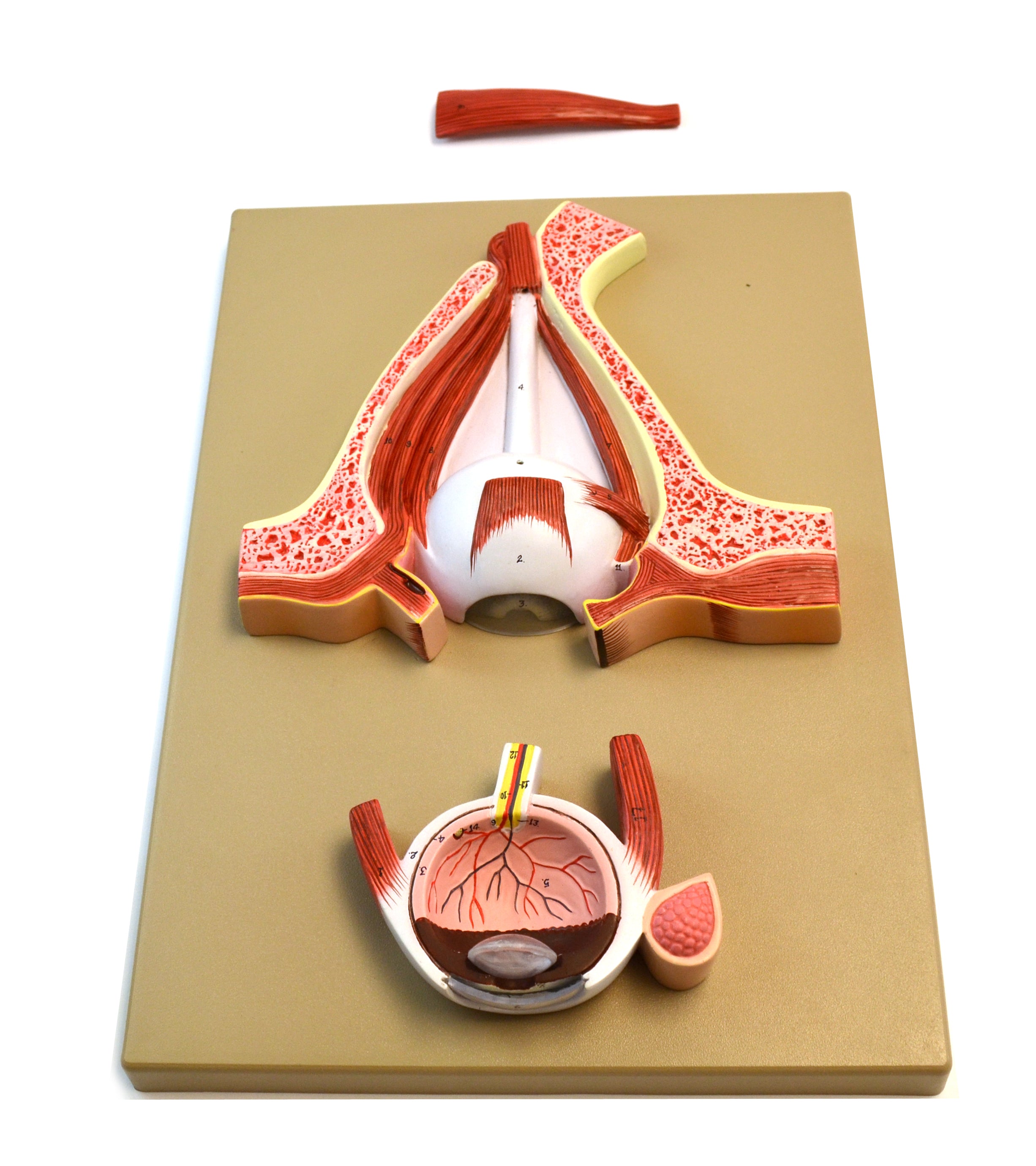Human Eye Model, 5X Sagittal Cutaway