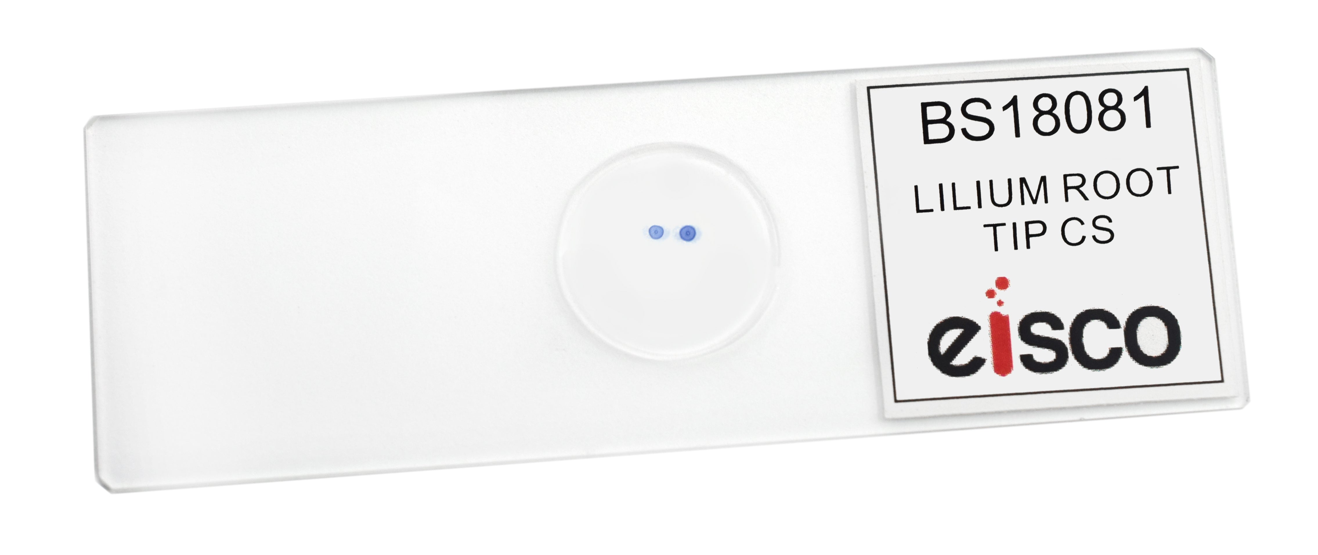 Lilium Root Tip Cross-Section Prepared Microscope Slide