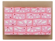 Onion Epidermal Cell Model