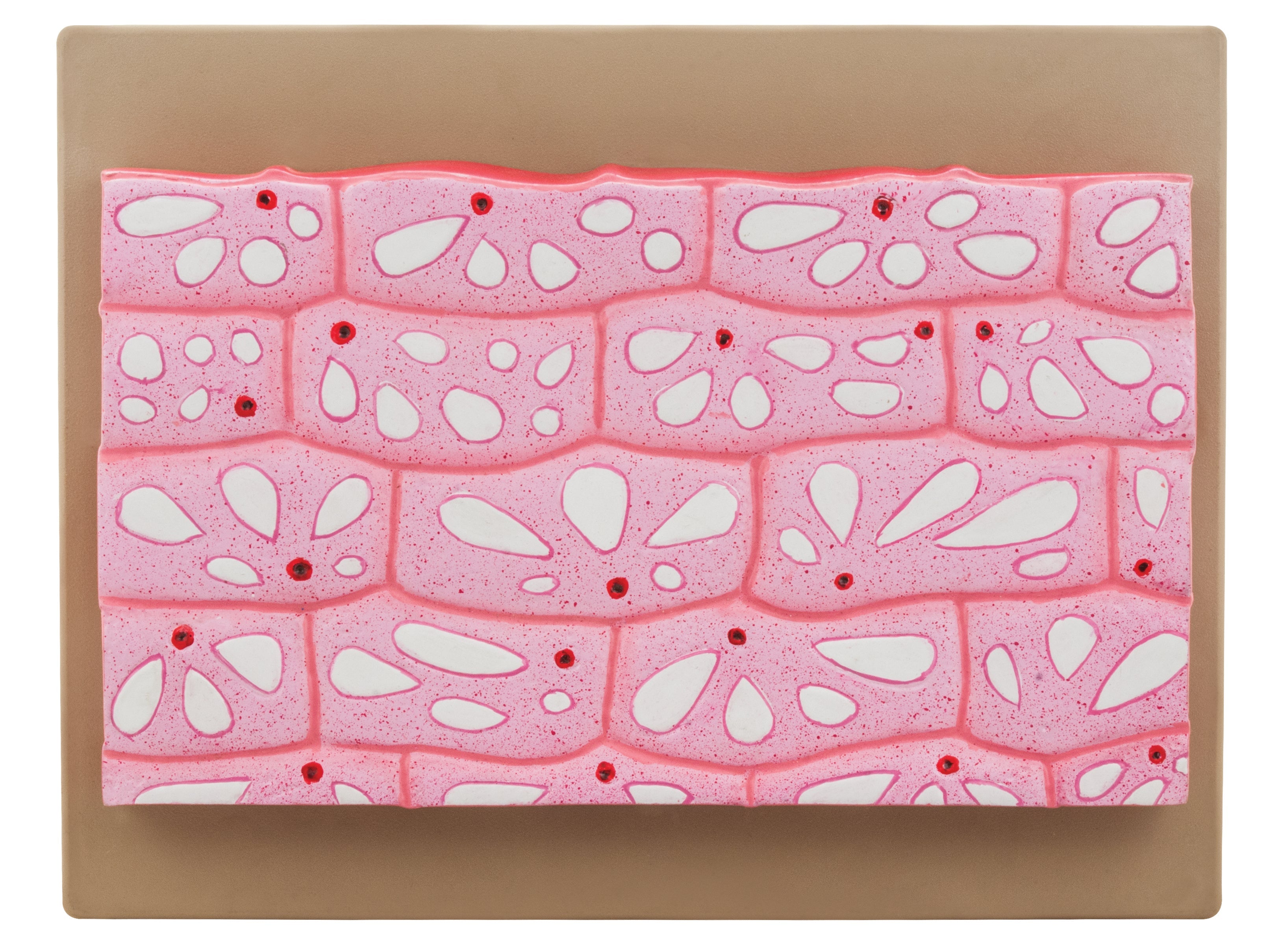 Onion Epidermal Cell Model