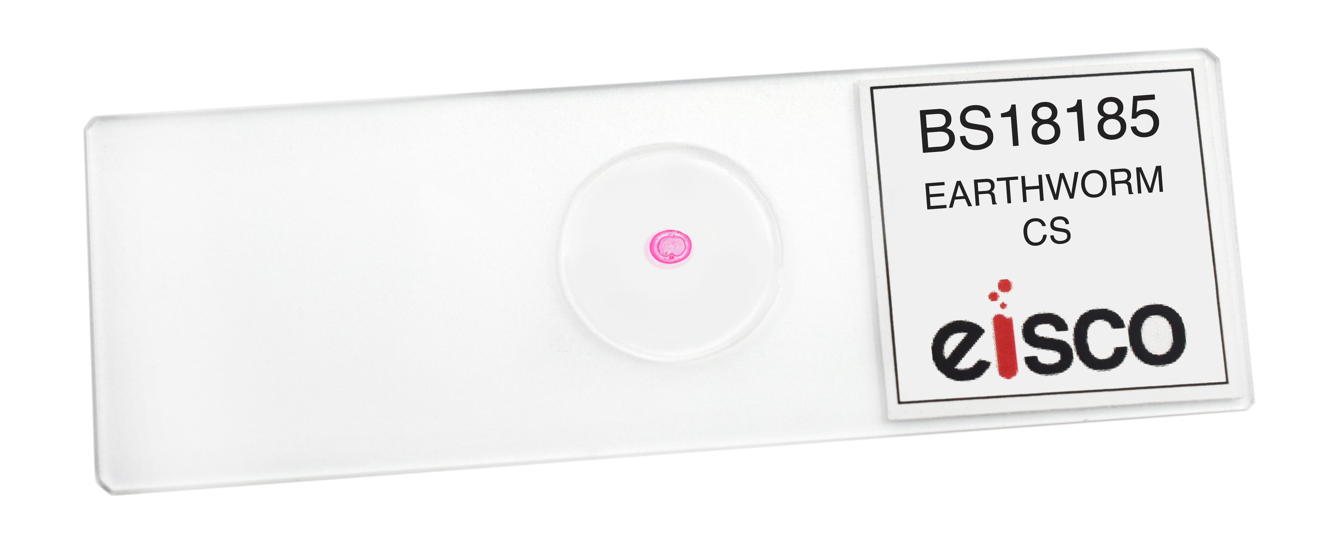 Earthworm Cross-Section Prepared Microscope Slide