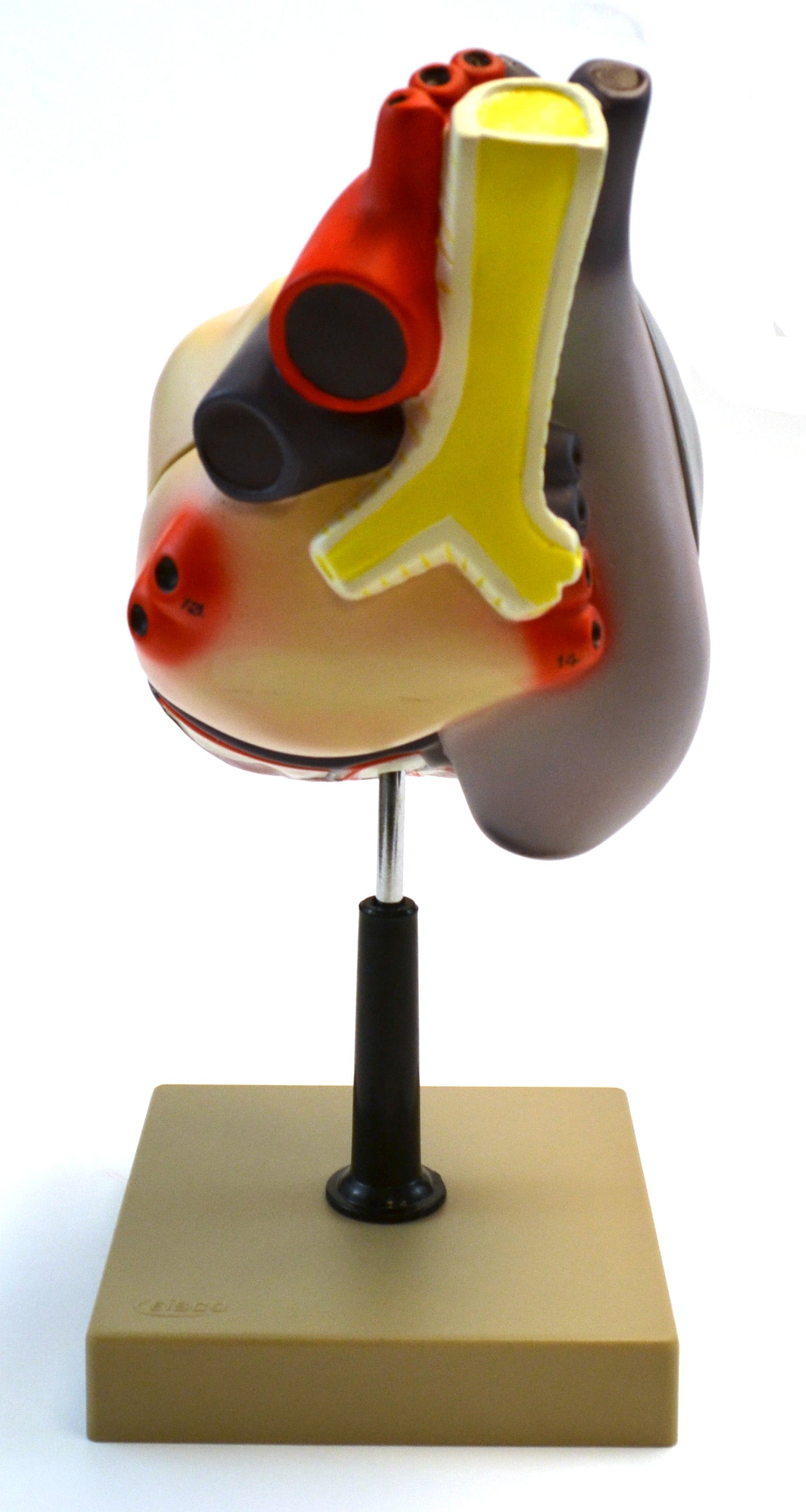 3-Part Human Heart Model, 2X Life Size, 12" Tall