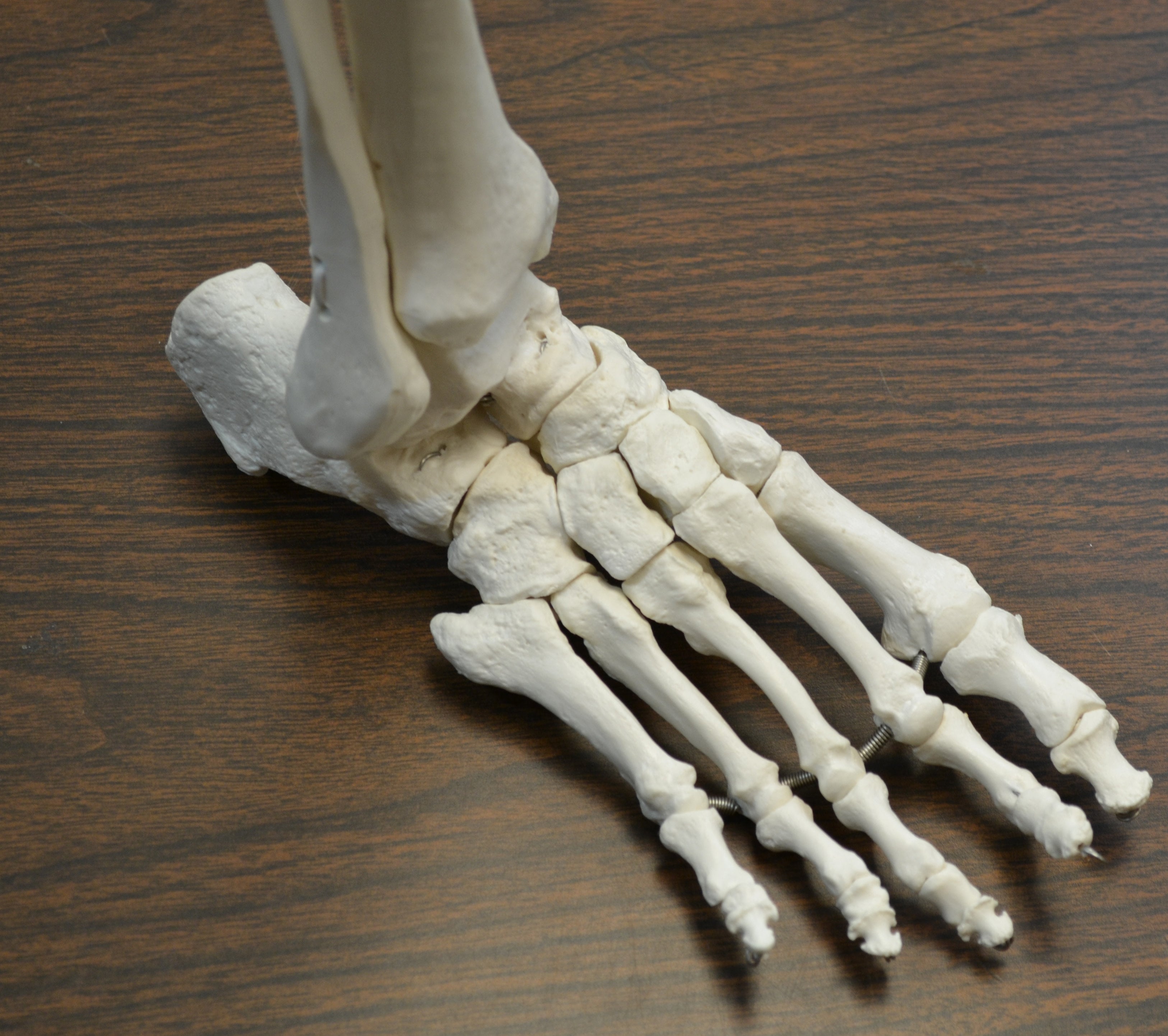 Life-Size Anatomical Bone Leg with Foot Model