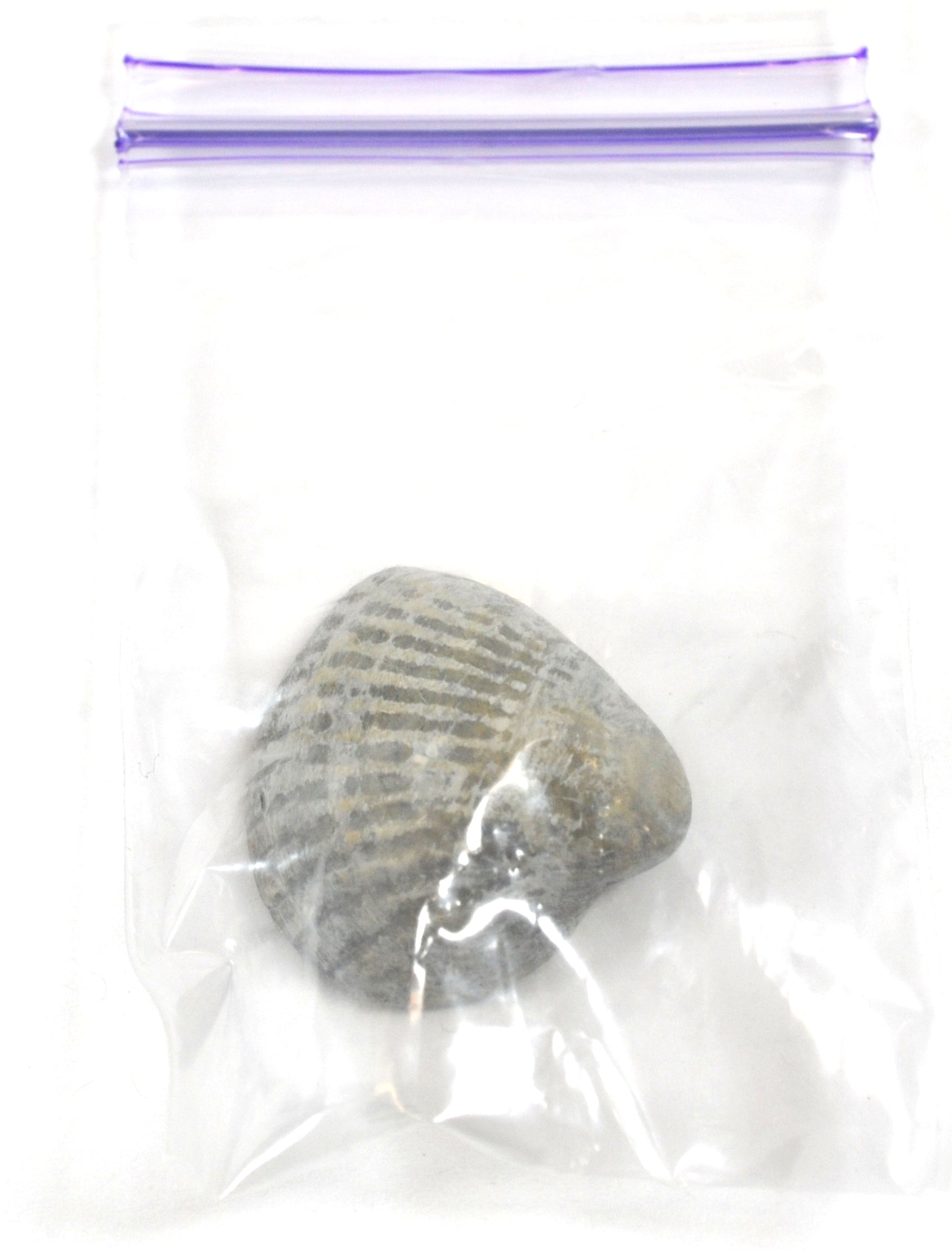 Paleozoic Bivalve Fossil Replica, 3cm
