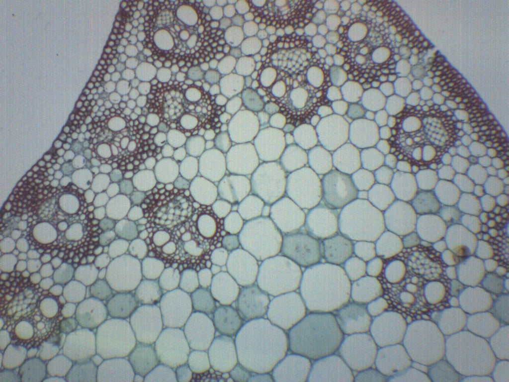 Monocot Stem Cross-Section Prepared Microscope Slide