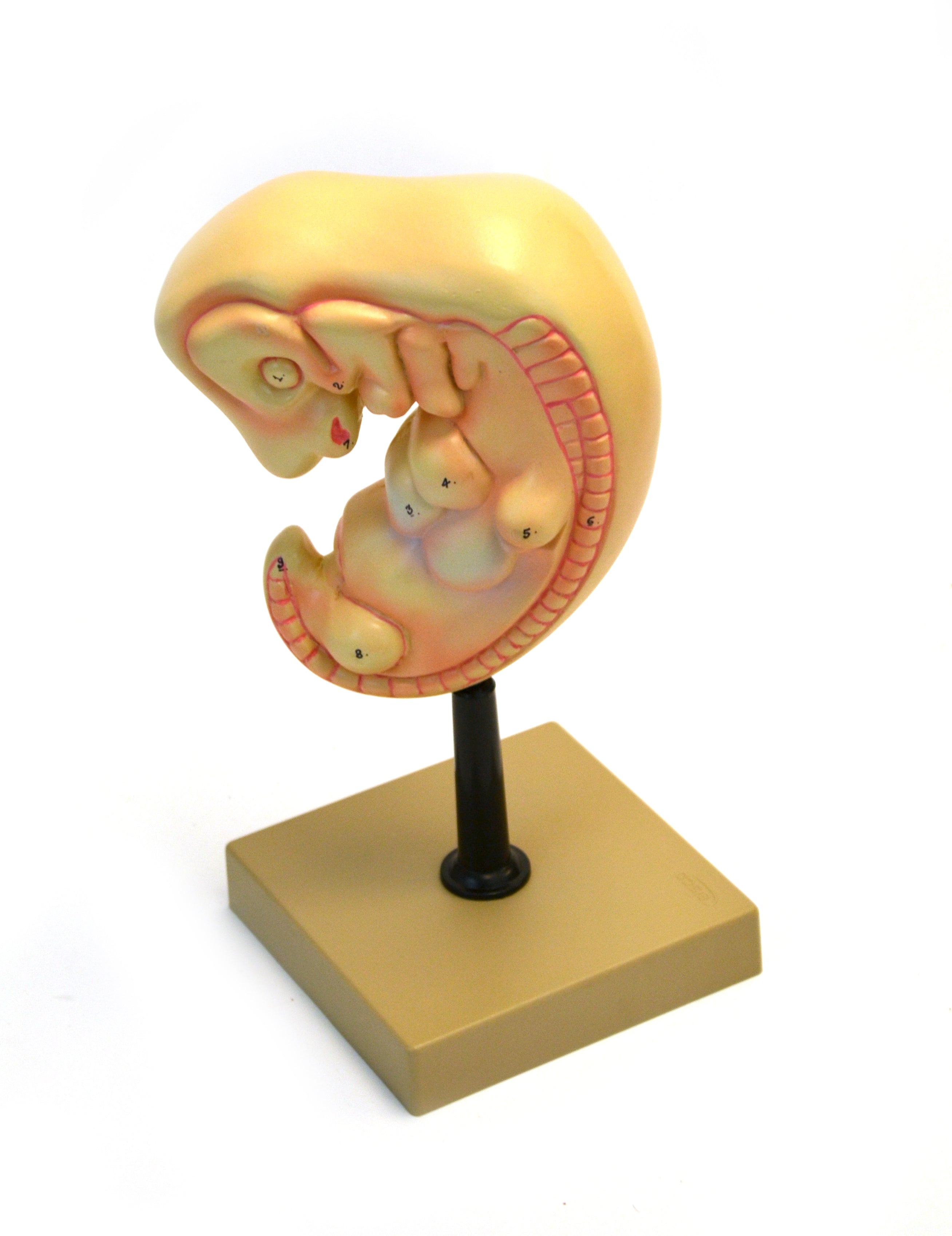 Human Embryo Model, 4 Weeks Old, 50X Magnification