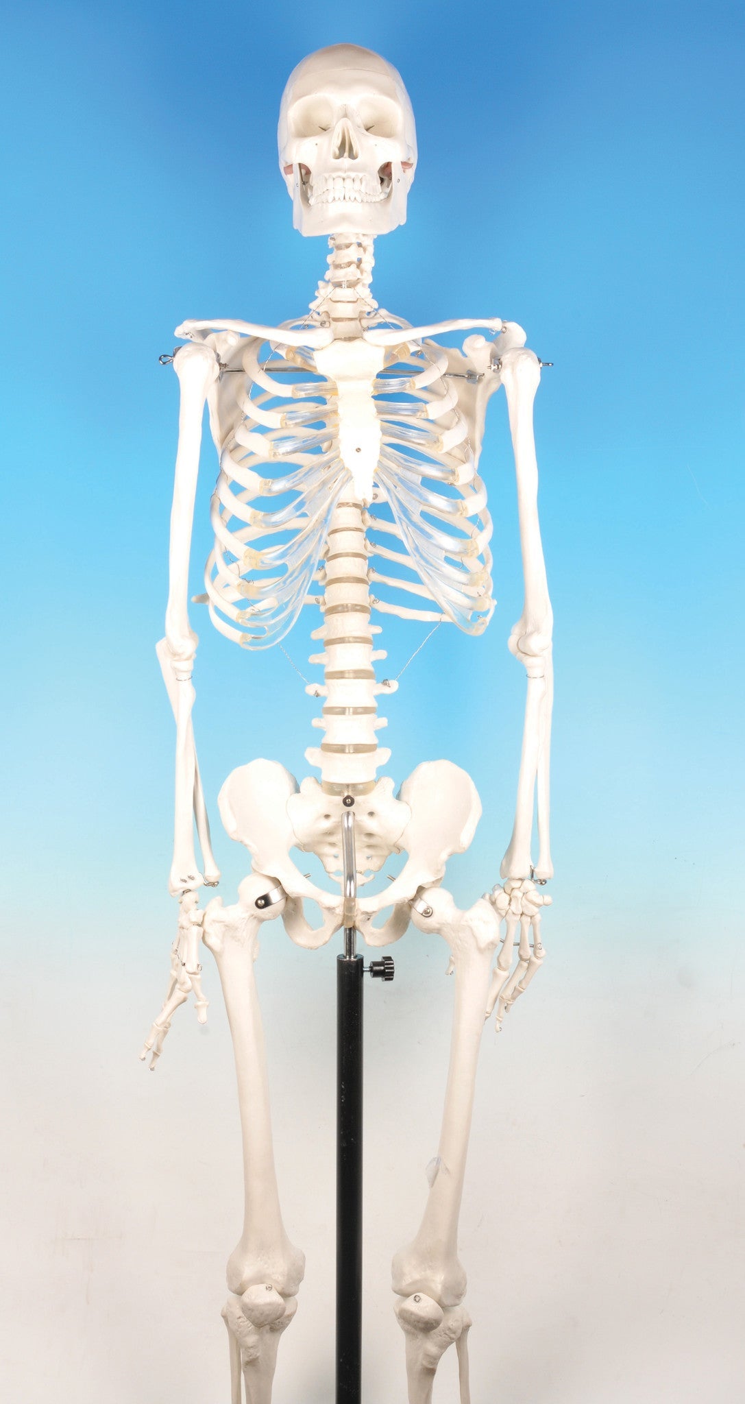 Superior Human Skeleton Model