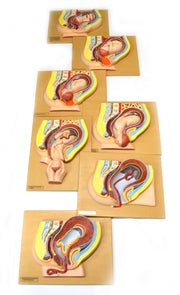 7-Piece Human Baby Delivery Stages Model Set, 18 x 14"