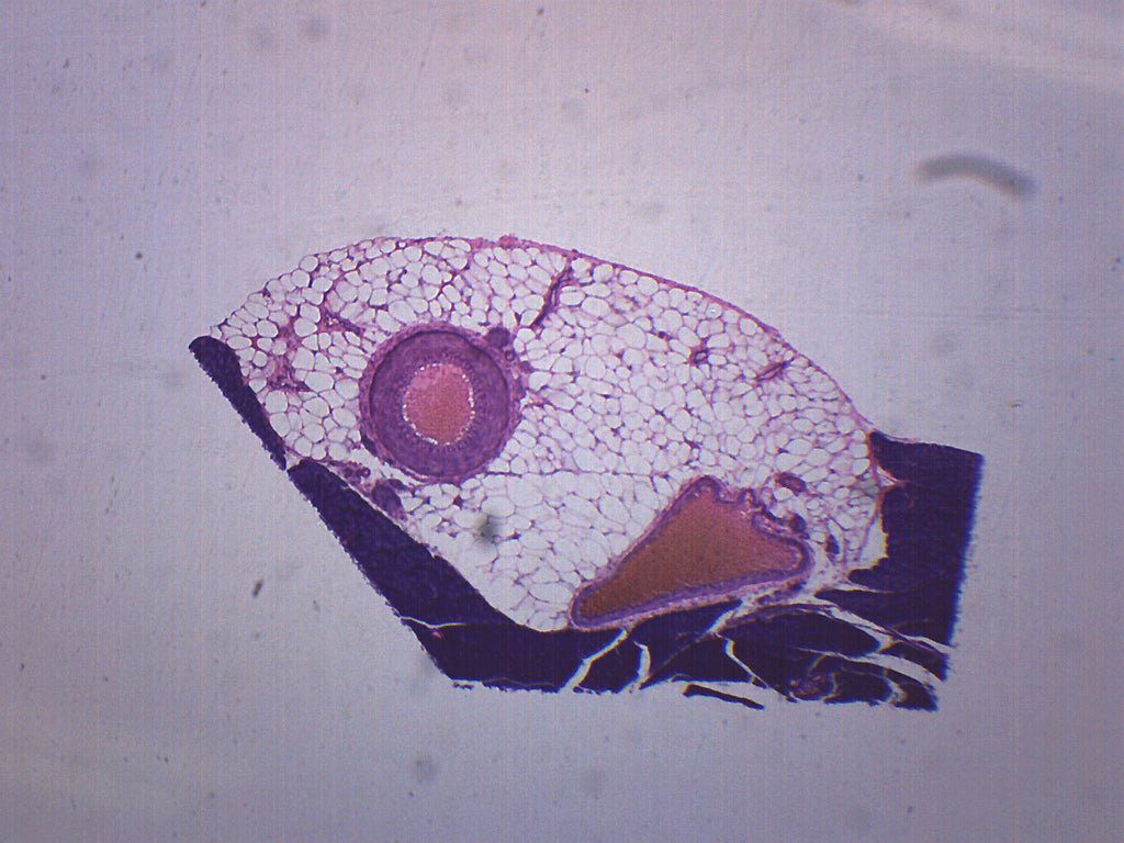 Artery, Vein, and Nerve Cross-Section Prepared Microscope Slide