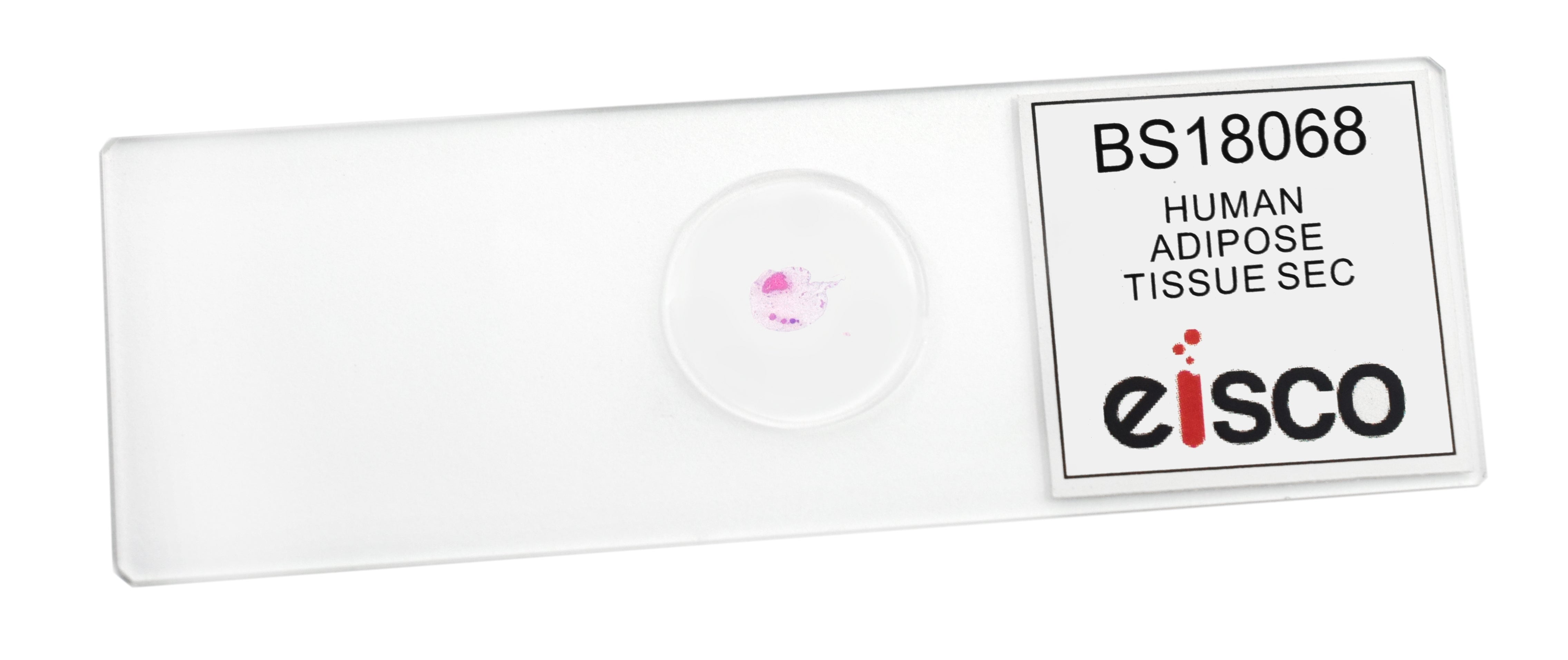 Adipose Tissue Section (Human) Prepared Microscope Slide