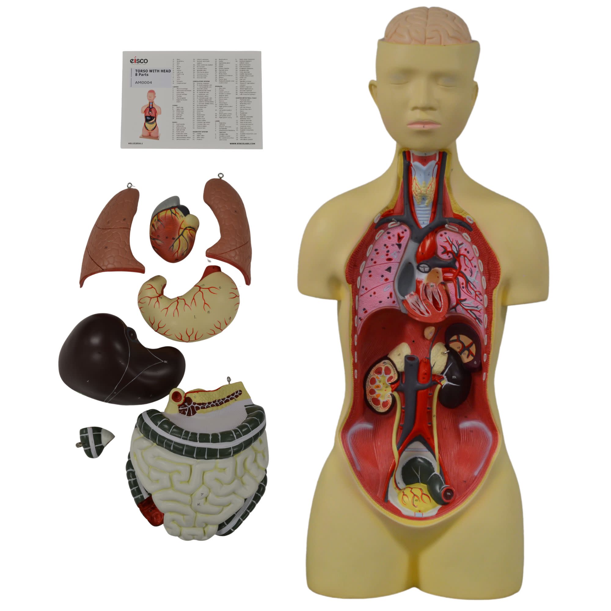 Human Torso Model with Head, 8-Part, 35" Tall, 149 Features