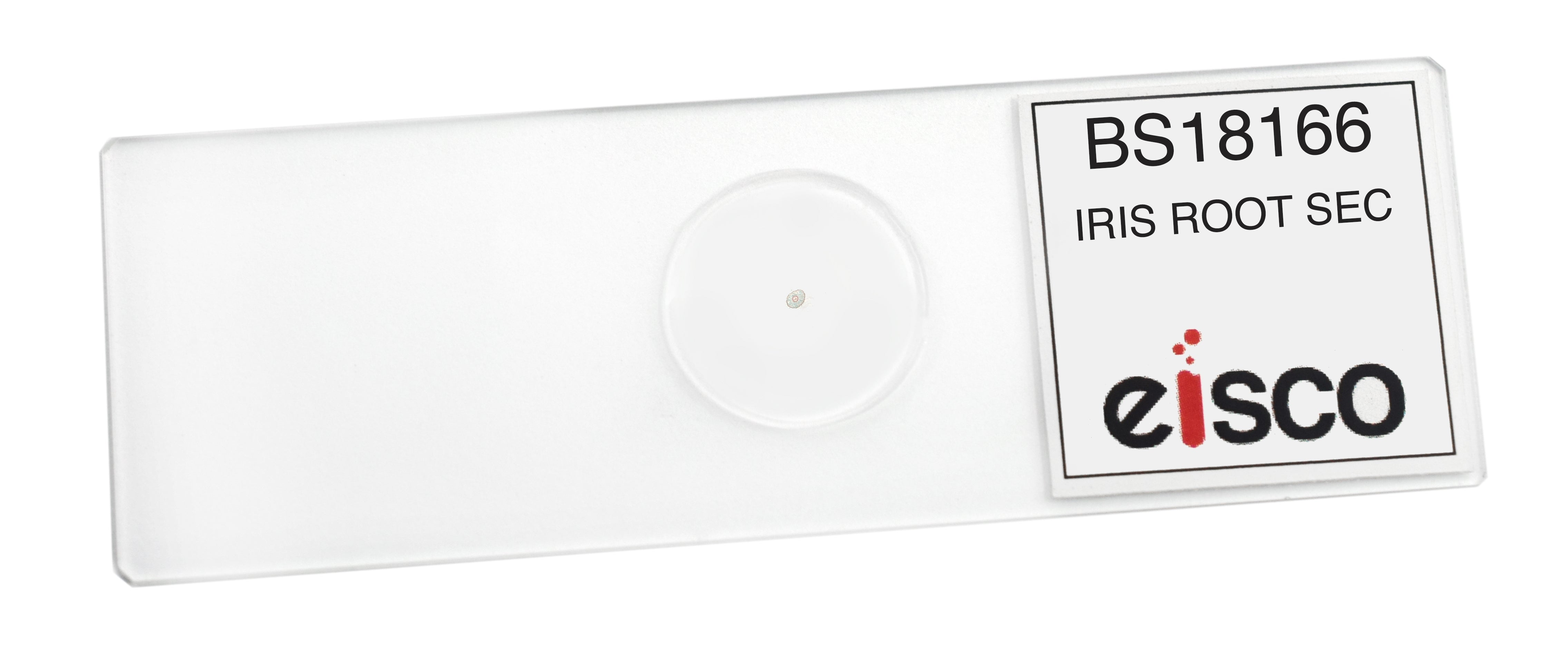 Iris Root (Typical Monocot) Cross-Section Prepared Microscope Slide