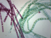 Vegetative Spirogyra Wholemount Prepared Microscope Slide