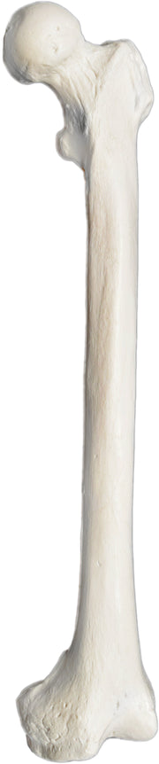 Human Femur Bone Anatomical Model, Left
