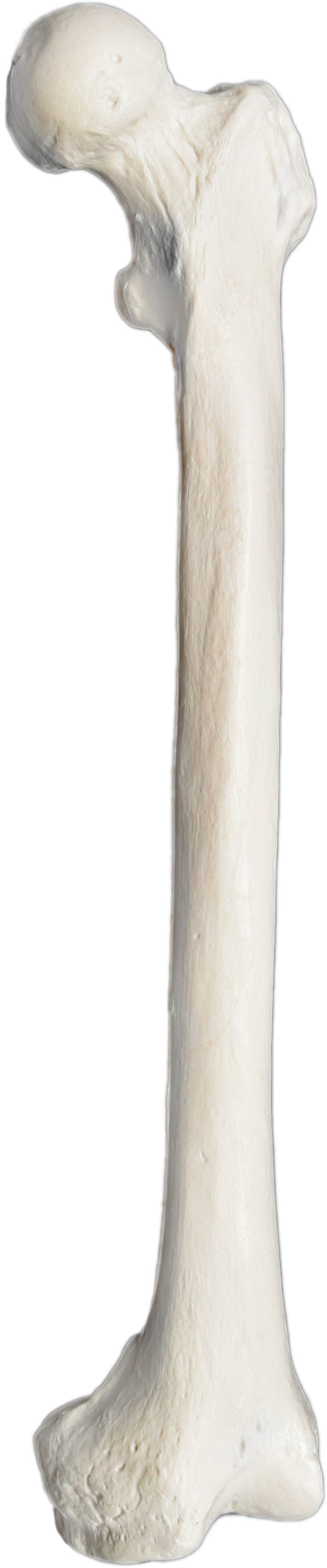 Human Femur Bone Anatomical Model, Left